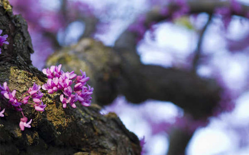 Jual Poster Earth Close Up APC 079