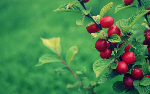 Jual Poster Earth Close Up APC 096