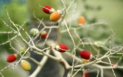 Jual Poster Earth Close Up APC 120