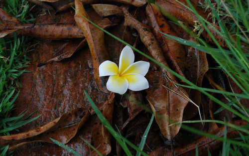 Jual Poster Earth Close Up APC 121