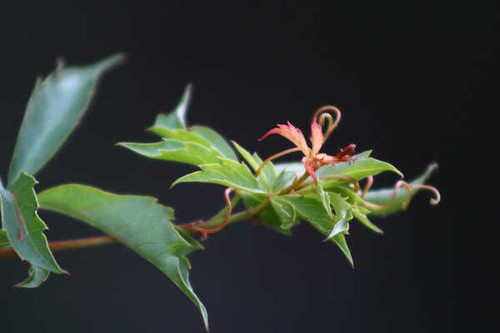 Jual Poster Earth Close Up APC 175