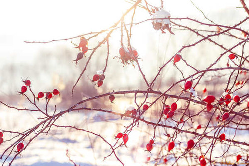 Jual Poster Earth Close Up APC 202