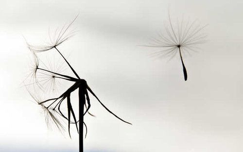Jual Poster Earth Dandelion APC 008