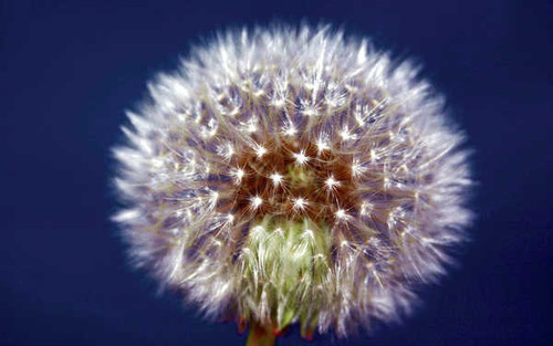 Jual Poster Earth Dandelion APC 031 Jual Poster Earth Dandelion APC 031