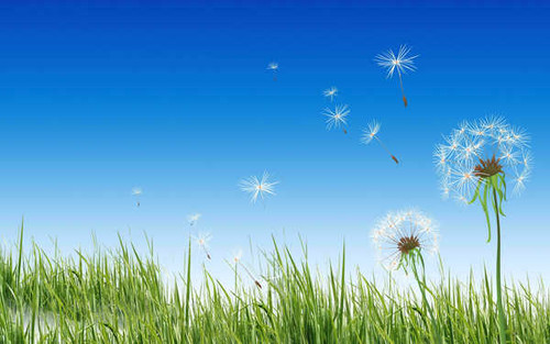 Jual Poster Earth Dandelion APC 032 Jual Poster Earth Dandelion APC 032