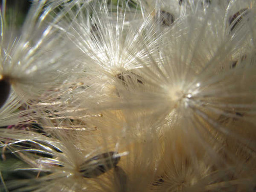 Jual Poster Earth Dandelion APC 041