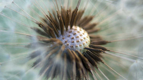 Jual Poster Earth Dandelion APC 045