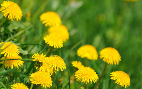 Jual Poster Earth Dandelion APC 053