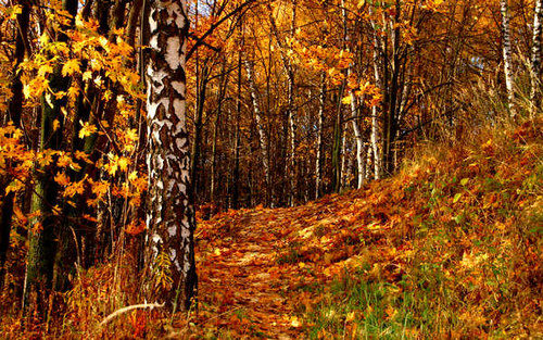 Jual Poster Earth Fall APC 015