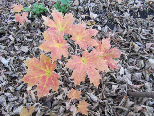 Jual Poster Earth Fall APC 105