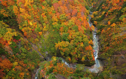 Jual Poster Earth Fall Foliage Forest River Tree Earth River APC 001