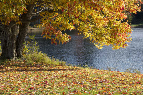 Jual Poster Earth Fall Foliage Lake Tree Lakes Lake APC 001