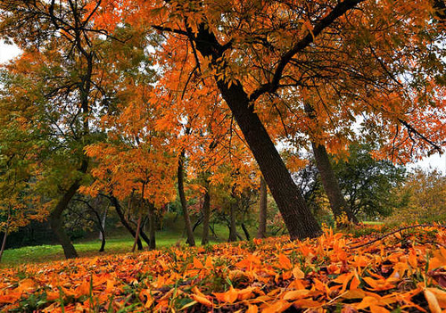 Jual Poster Earth Fall Foliage Leaf Tree Earth Leaf APC