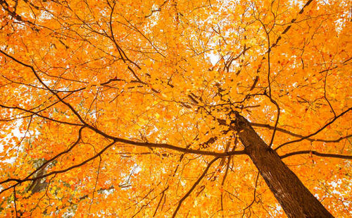 Jual Poster Earth Fall Foliage Tree orange (Color) Trees Tree APC 002
