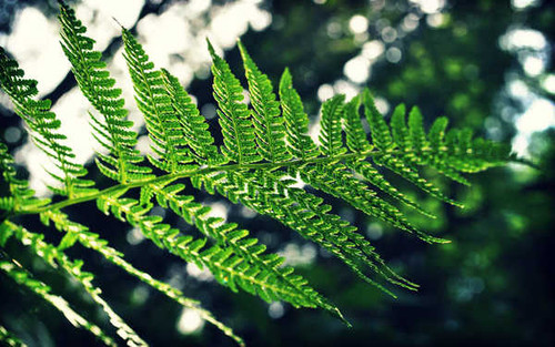 Jual Poster Earth Fern APC 003