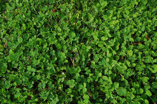 Jual Poster Earth Field 35486 APC