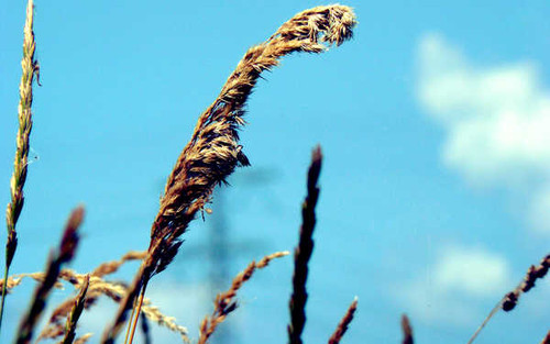 Jual Poster Earth Field 78112 APC