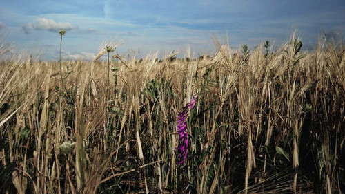 Jual Poster Earth Field 97584 APC