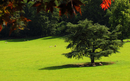 Jual Poster Earth Field APC 013