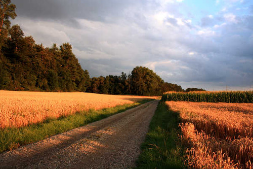 Jual Poster Earth Field APC 027