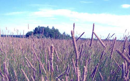 Jual Poster Earth Field APC 060