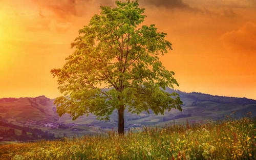 Jual Poster Earth Field Meadow Nature Panorama Tree Trees Tree APC