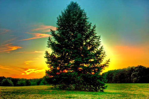 Jual Poster Earth Field Pine Tree Sunset Tree Trees Tree APC