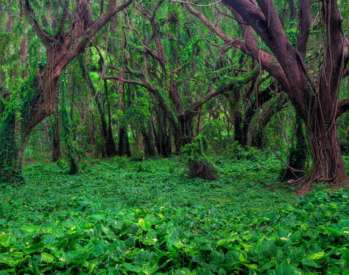 Jual Poster Earth Forest Green Plant Tree Earth Forest APC