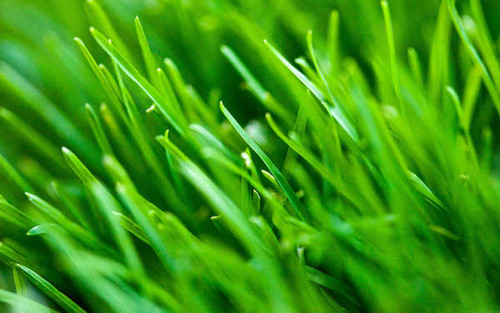 Jual Poster Earth Grass APC 062