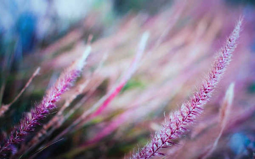 Jual Poster Earth Grass APC 097