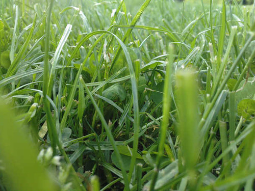 Jual Poster Earth Grass APC 120