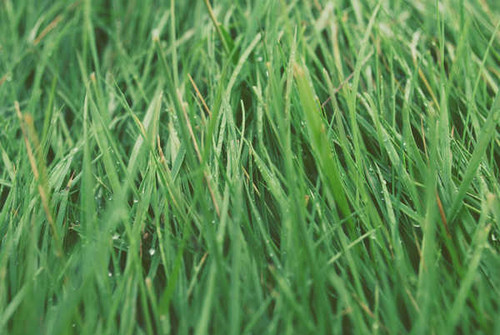 Jual Poster Earth Grass APC 125