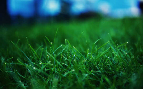 Jual Poster Earth Grass Green Earth Grass APC