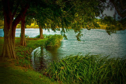 Jual Poster Earth Grass Green Park Pond Spring Tree Lakes Lake APC