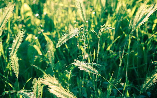 Jual Poster Earth Grass Green Plant Earth Grass 84814 APC