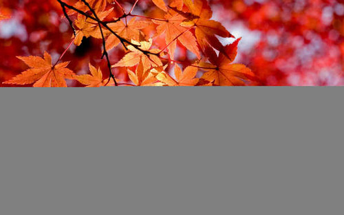 Jual Poster Earth Leaf APC 003