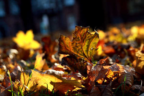 Jual Poster Earth Leaf APC 024