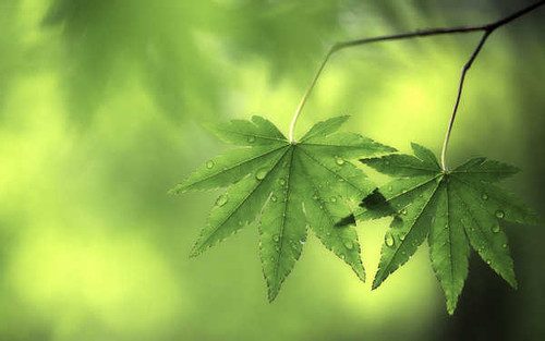 Jual Poster Earth Leaf APC 293