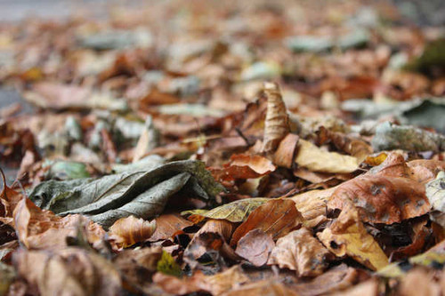 Jual Poster Earth Leaf APC 298