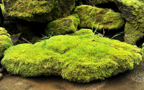 Jual Poster Earth Moss APC 005 Jual Poster Earth Moss APC 005