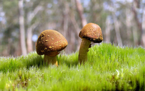 Jual Poster Earth Mushroom APC 030
