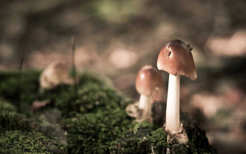 Jual Poster Earth Mushroom APC 052