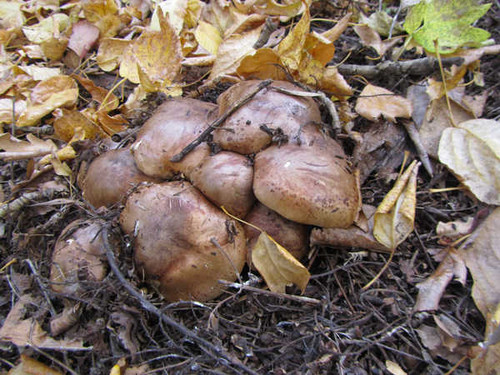 Jual Poster Earth Mushroom APC 102