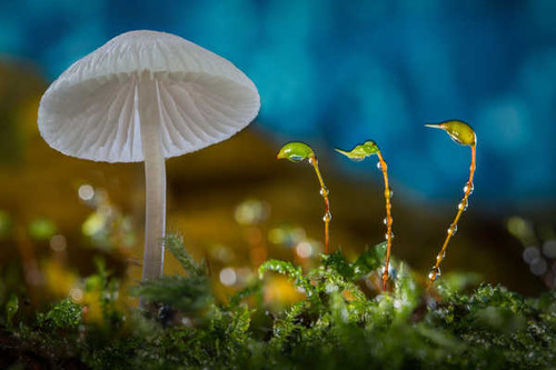 Jual Poster Earth Mushroom APC 110