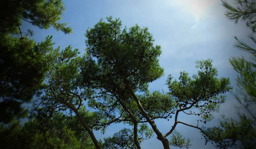 Jual Poster Earth Nature Sky Tree Trees Tree APC49
