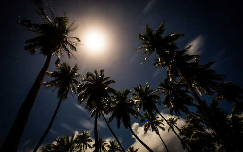 Jual Poster Earth Palm Tree APC 006