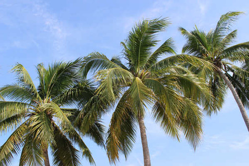 Jual Poster Earth Palm Tree APC 012