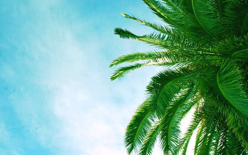 Jual Poster Earth Palm Tree APC 015