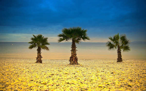 Jual Poster Earth Palm Tree APC 022
