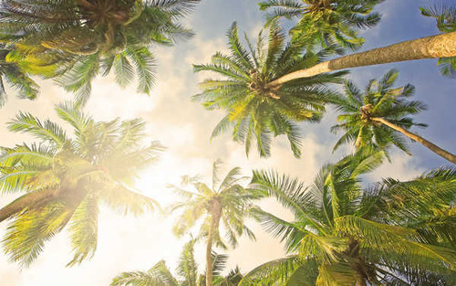 Jual Poster Earth Palm Tree APC 023